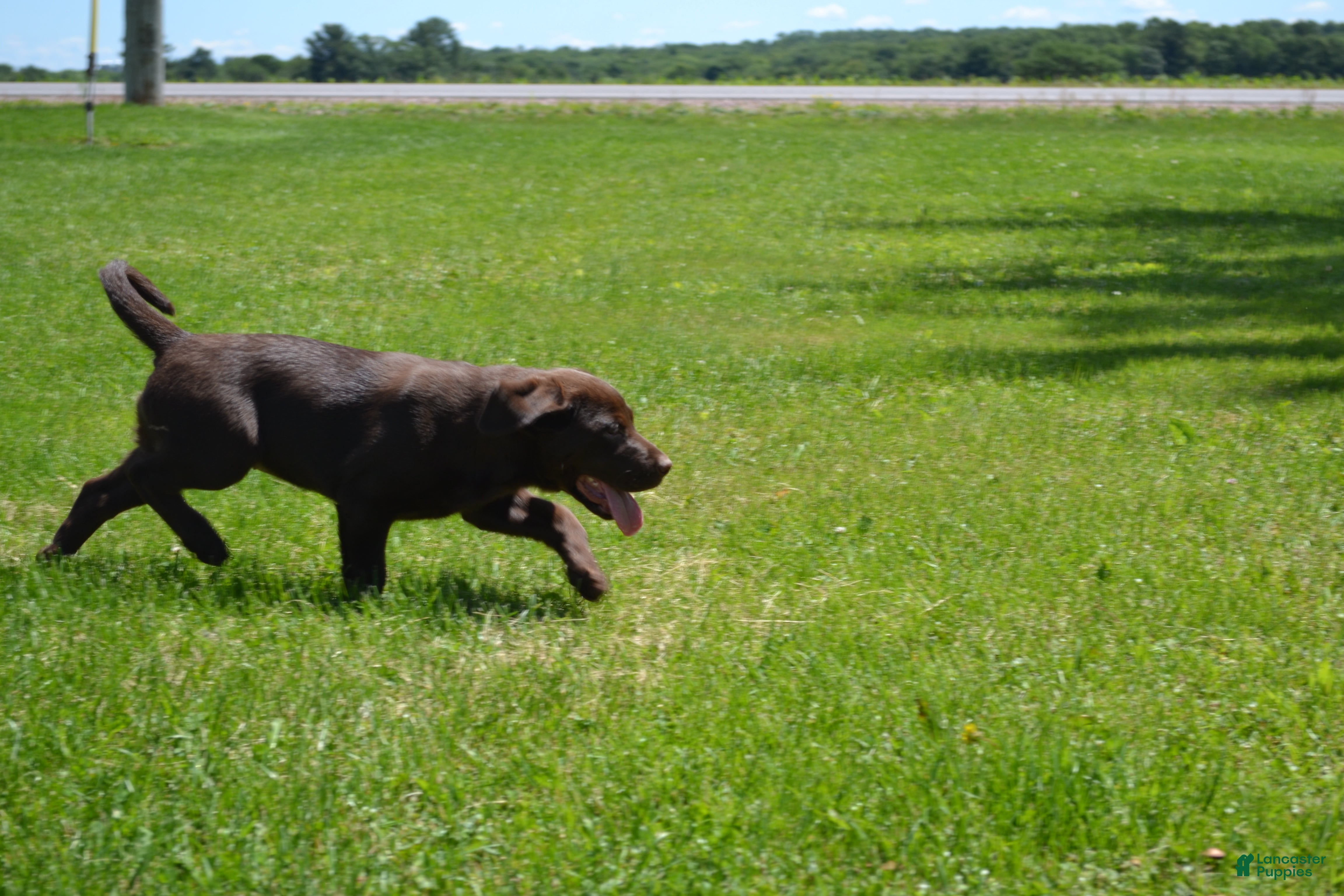 Labrador Retriever dogs Lysa - Ad 2