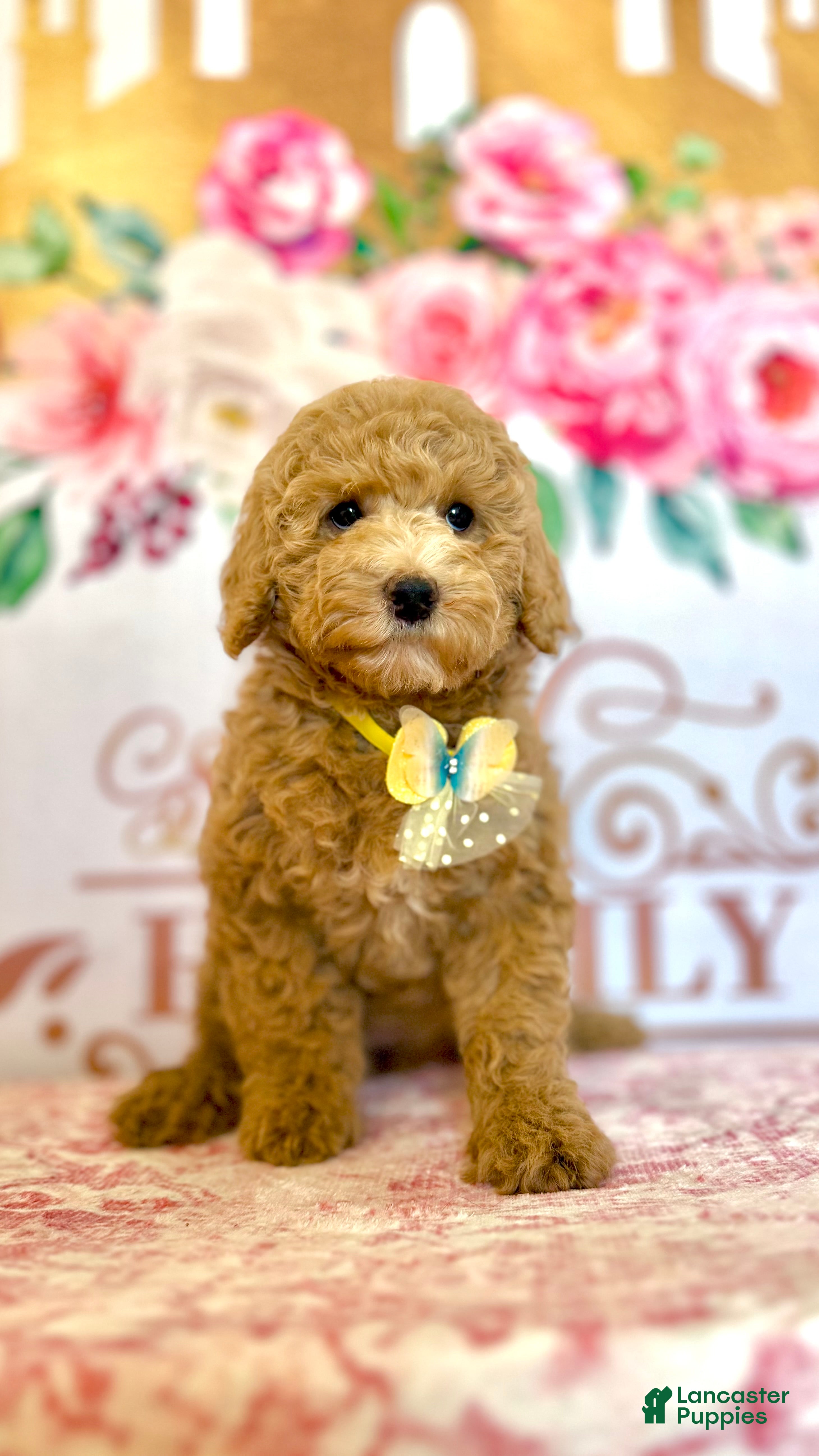 Cockapoo dogs  🌼 Blossom (Ash Blonde Hypoallergenic)🐾 - Ad 2