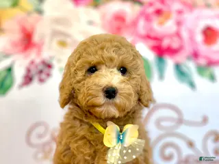 Cockapoo dogs 🌼 Blossom (Ash Blonde Hypoallergenic)🐾 - Ad 2