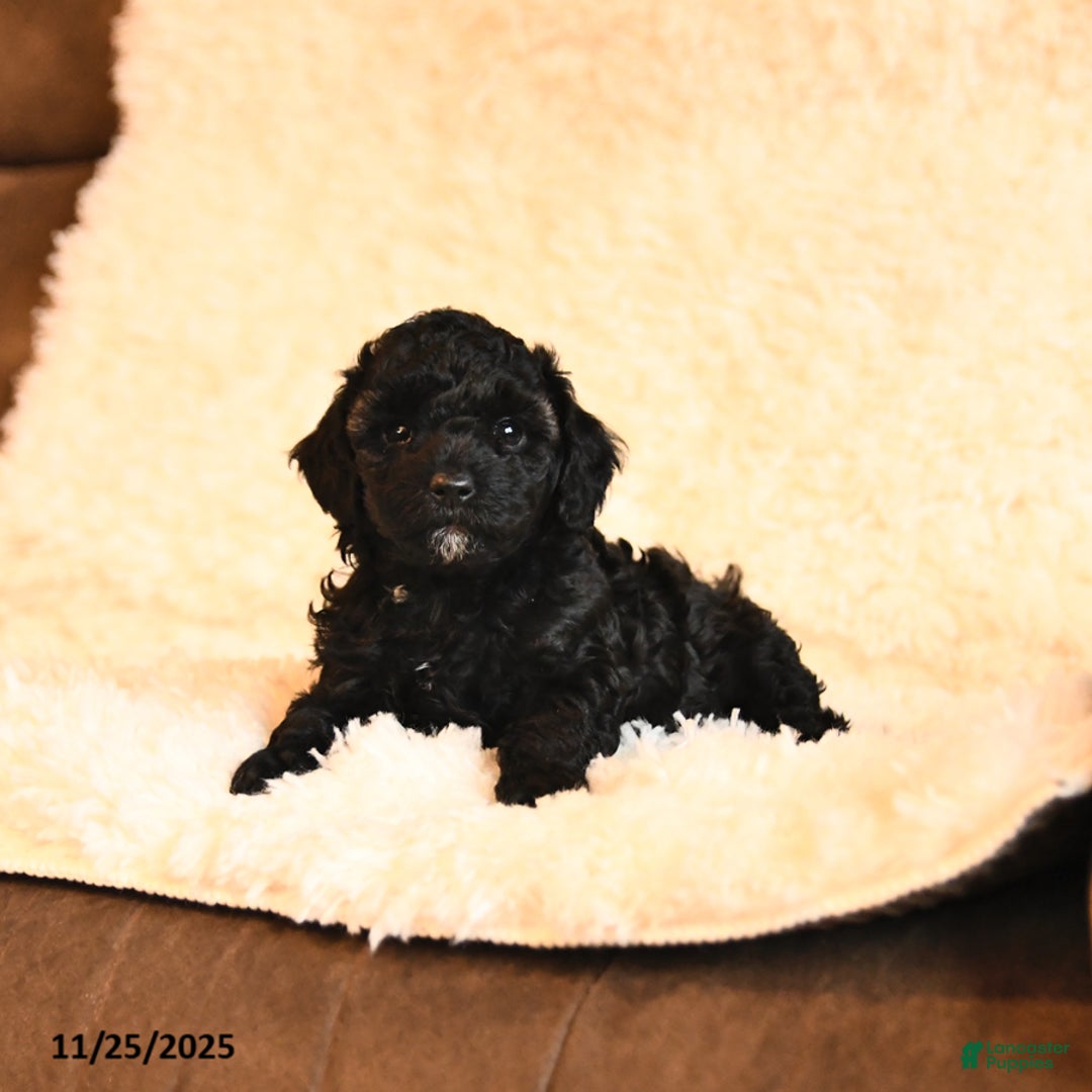 Toy Poodle dogs for sale: Baxter - Ad 2