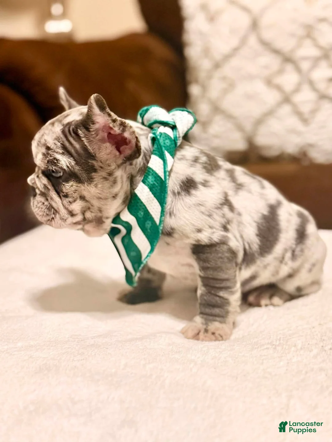 French Bulldog dogs for sale: 3 - Blue Merle Male - Ad 2