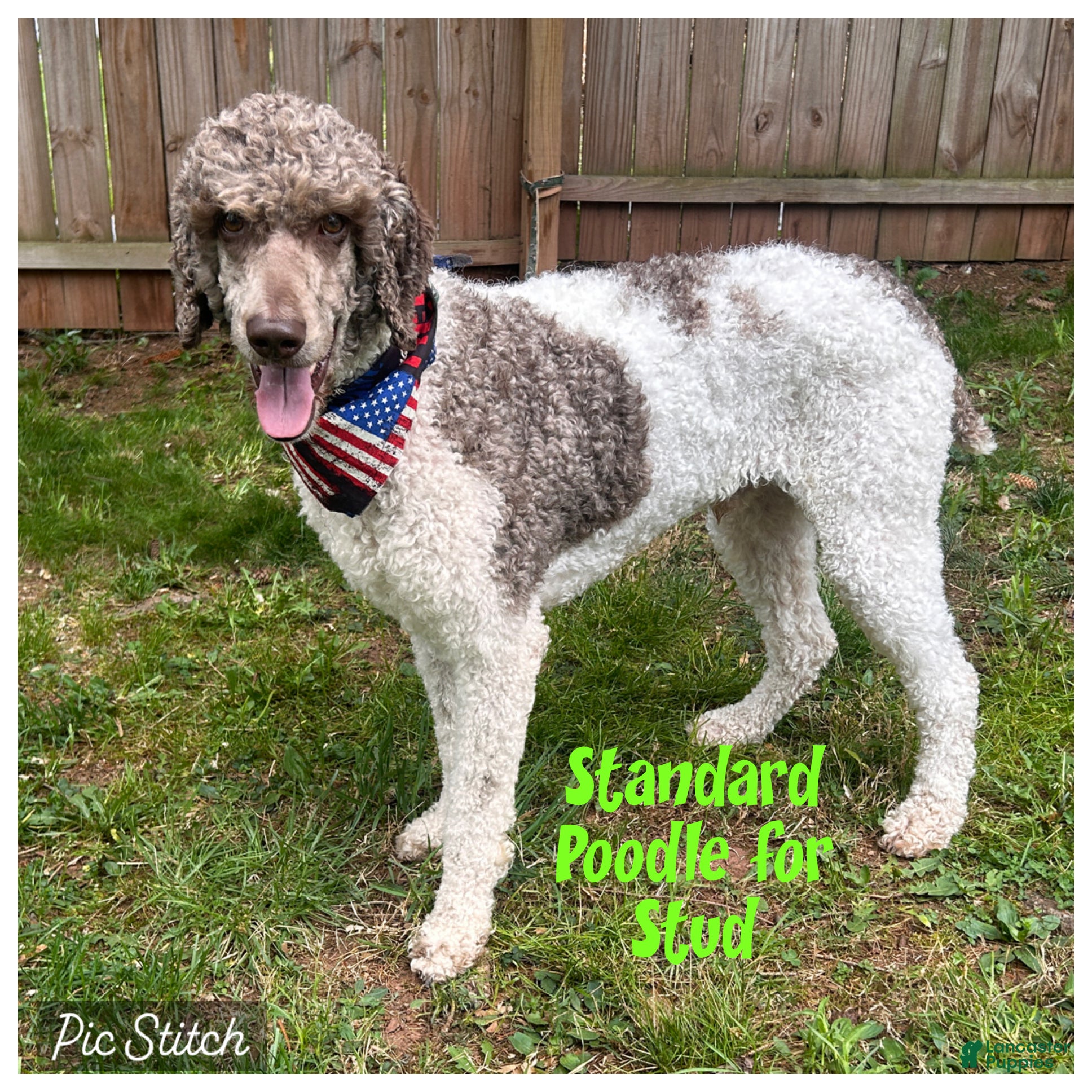Standard Poodle dogs Goose~Brown & White Standard Parti Poodle - Ad 1
