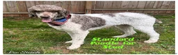 Standard Poodle dogs for stud: Goose~Brown & White Standard Parti Poodle - Ad 1