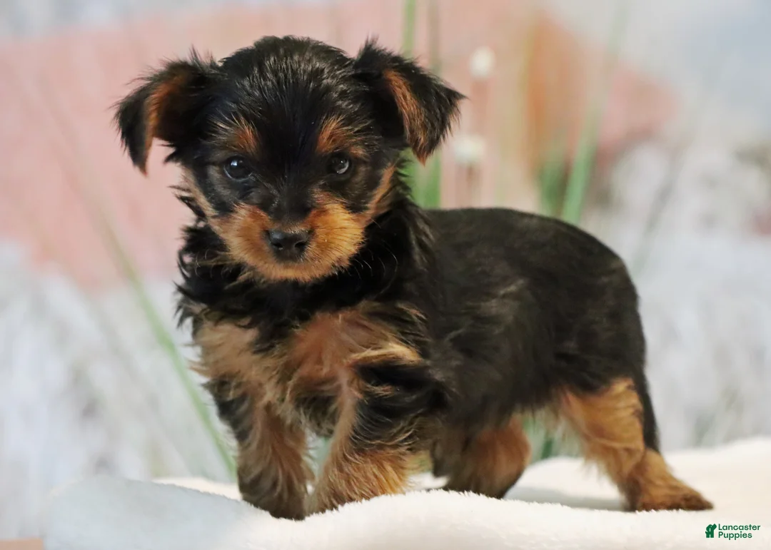 Yorkshire Terrier dogs for sale: Tucker - Ad 1