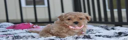 Maltipoo dogs for sale: Kaya - Ad 4