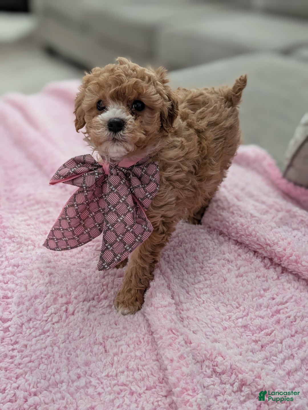 Toy Poodle dogs for sale: Wendy  - Ad 4