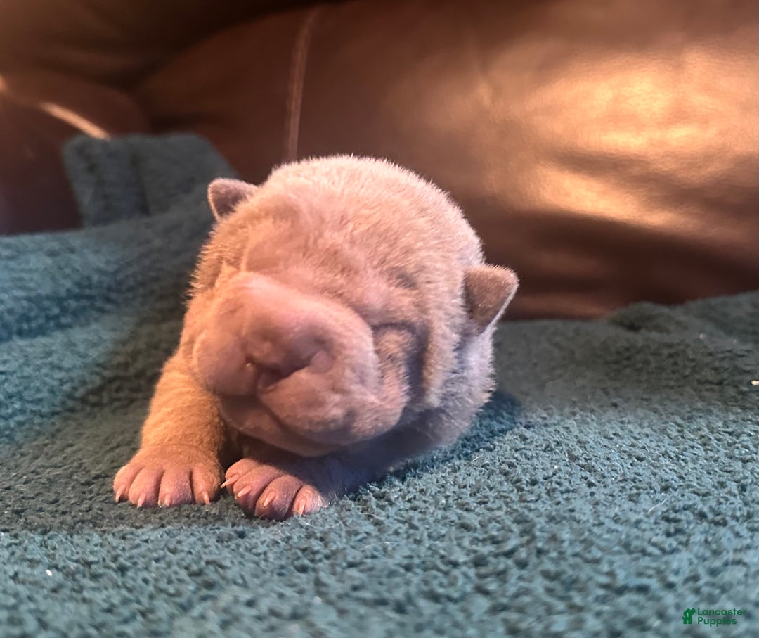 Shar Pei dogs for sale: Rose - Ad 4