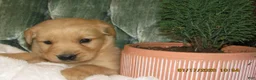 Golden Retriever dogs for sale: Golden Retriever Puppy 7 Rider - Ad 4