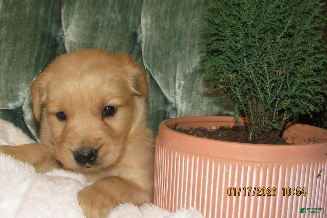 Golden Retriever dogs for sale: Golden Retriever Puppy 7 Rider - Ad 4