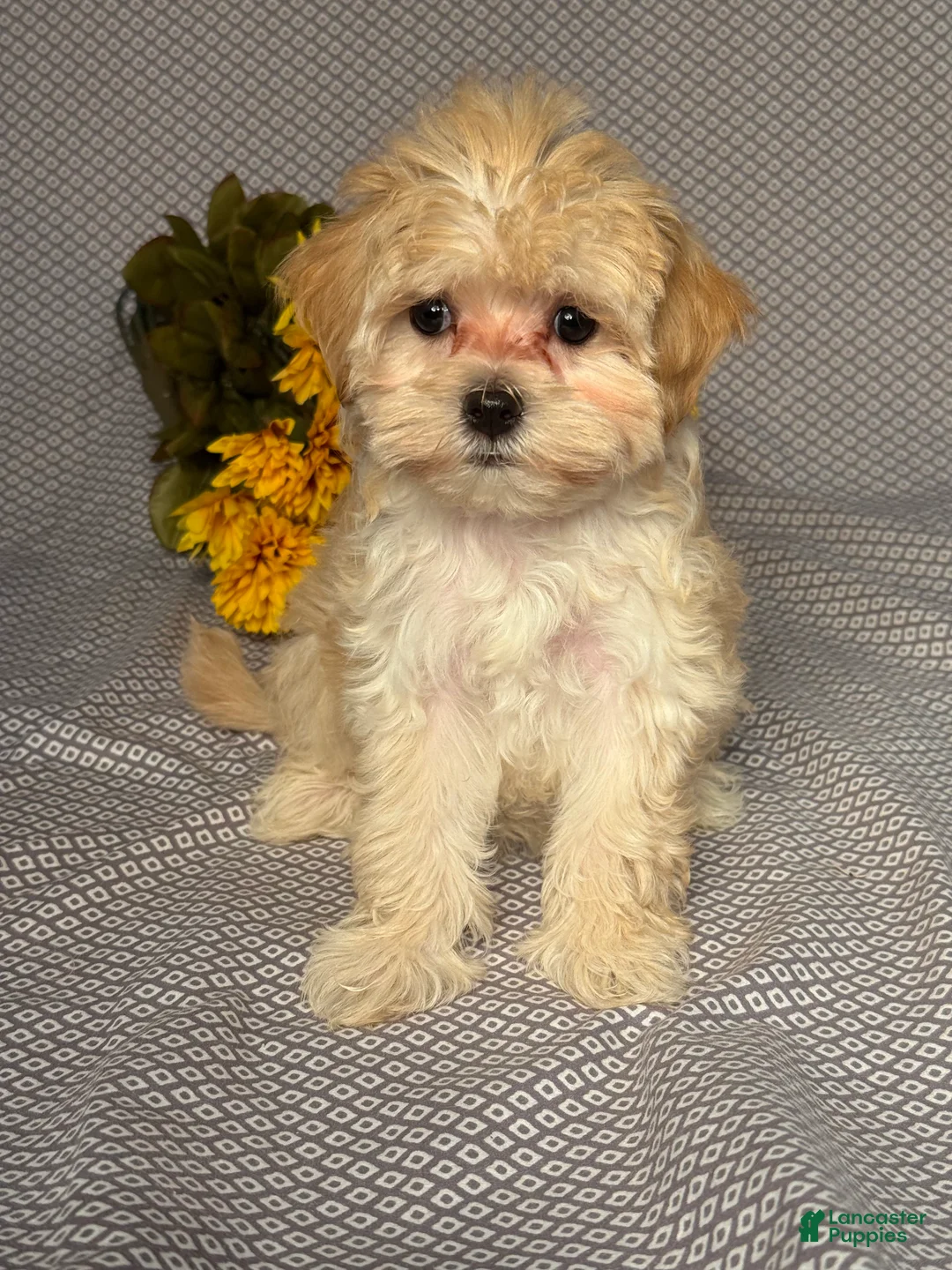 Maltipoo dogs for sale: Macy - Ad 1