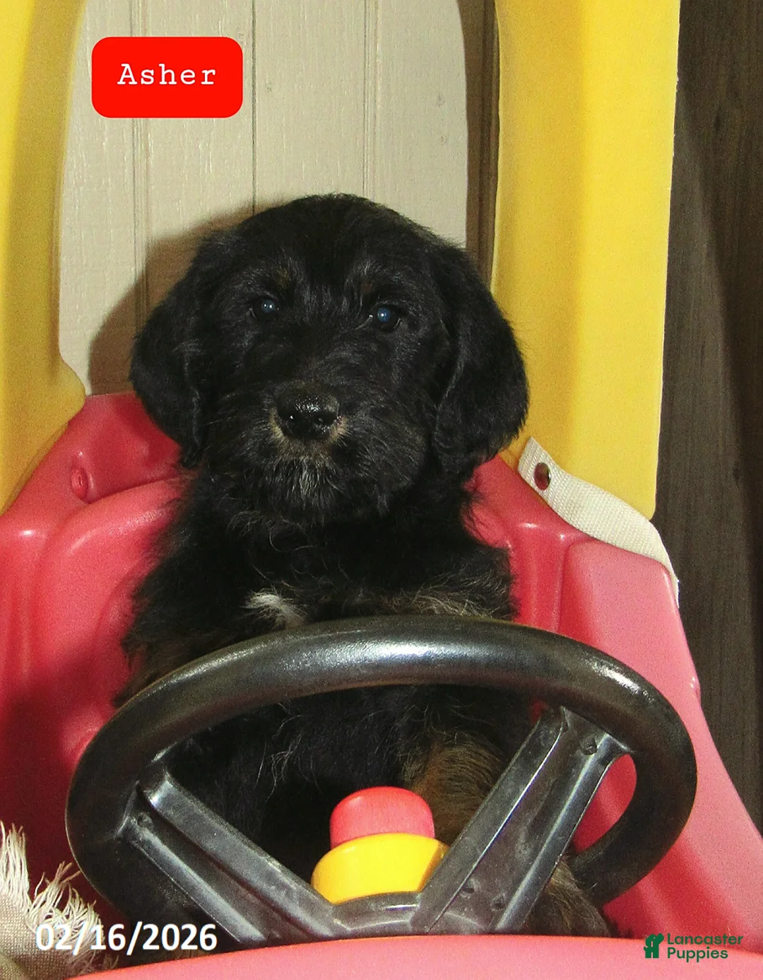 Labradoodle dogs for sale: Asher - Ad 1