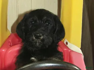 Labradoodle dogs for sale: Asher - Ad 3