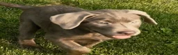 Labrador Retriever dogs for sale: Labrador Retriever 1 - Ad 28