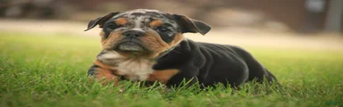 Savannah English Bulldog 