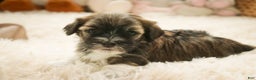 Havanese dogs for sale: Rambo - Ad 9