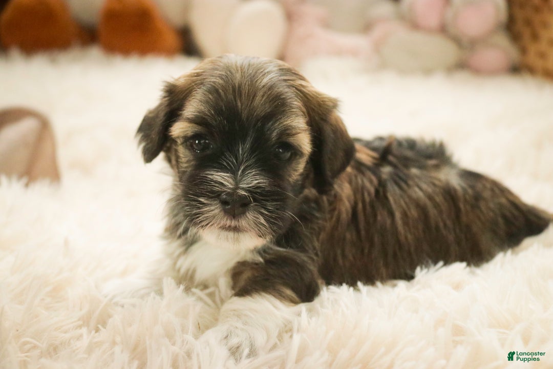 Havanese dogs for sale: Rambo - Ad 9