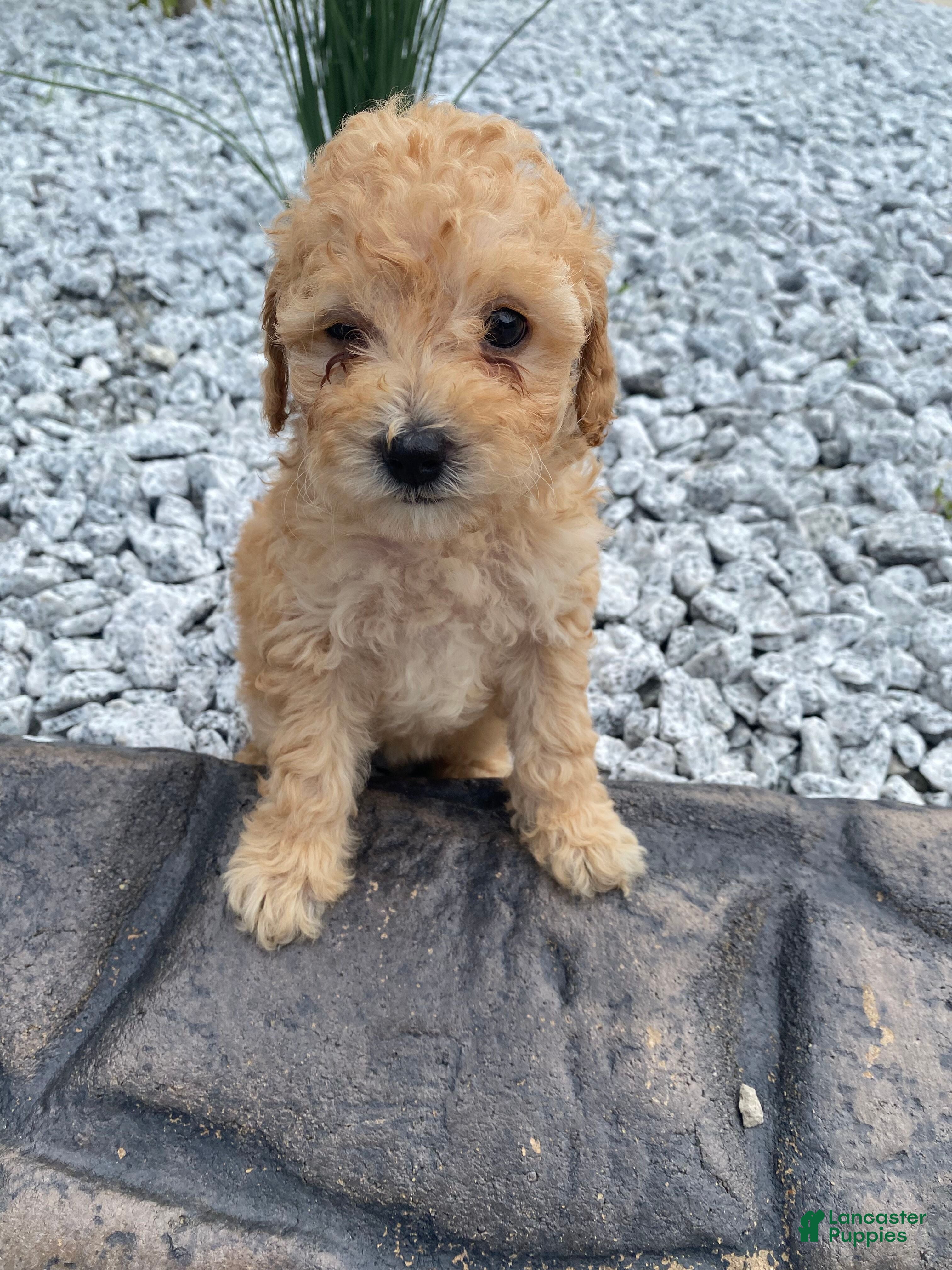 Miniature Poodle dogs Nyla - Ad 2