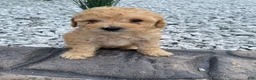 Miniature Poodle dogs for sale: Nyla - Ad 2