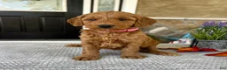 Goldendoodle dogs for sale: Lacey - Ad 2