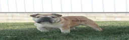 English Bulldog dogs for sale: Vanessa - Ad 8