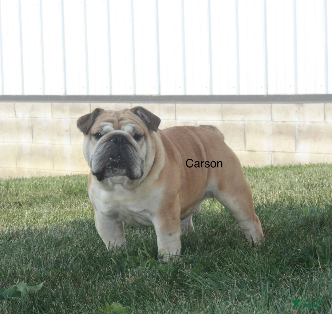 English Bulldog dogs for sale: Valerie  - Ad 9
