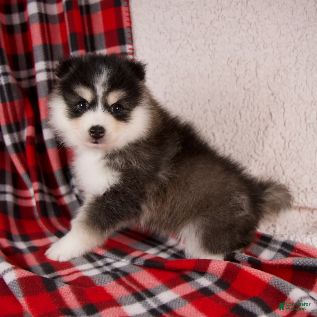 Pomsky dogs for sale: Jackson - Ad 1