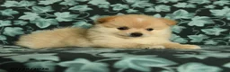 Pomeranian dogs for sale: Teddy - Ad 4