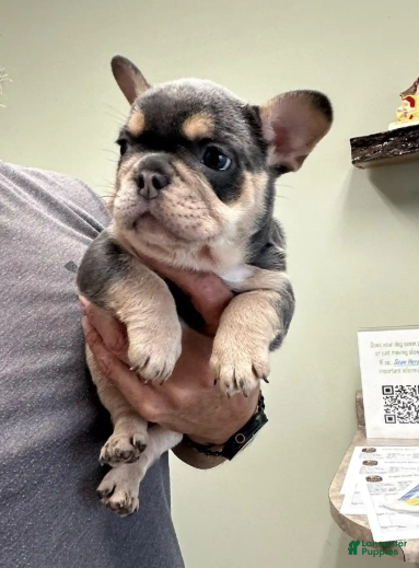 French Bulldog dogs Mystique - Ad 1