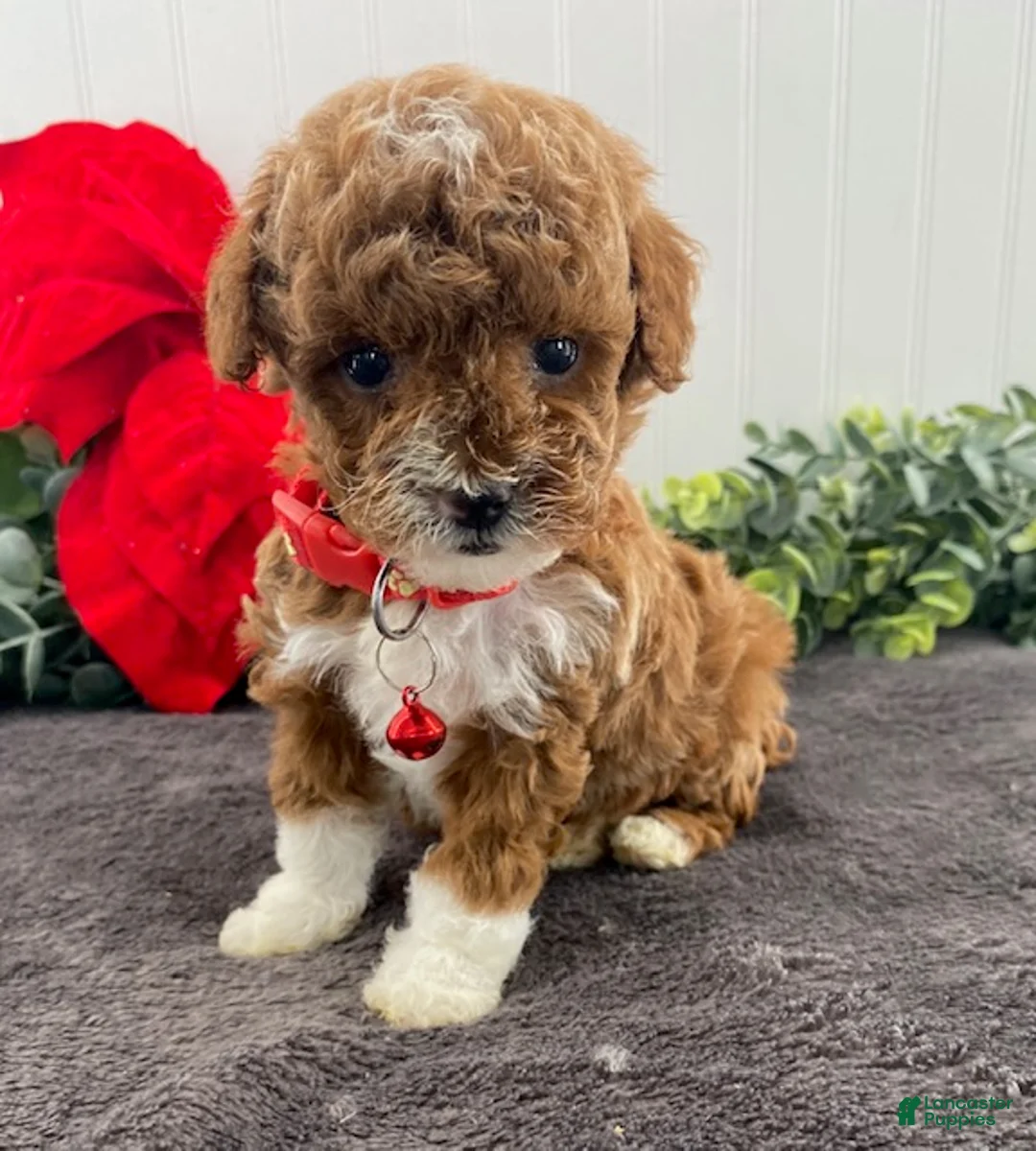 Toy Poodle dogs for sale: Henry- tiny - Ad 4