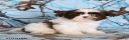 Shih Tzu dogs for sale: Red Panda - Ad 4