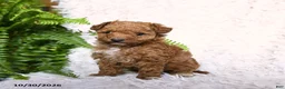 Toy Poodle dogs for sale: Paprika - Ad 3