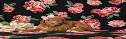 Mini Goldendoodle dogs for sale: Teva 9 lbs Full Grown - Ad 4