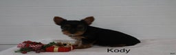 Yorkshire Terrier dogs for sale: Kody - Ad 2