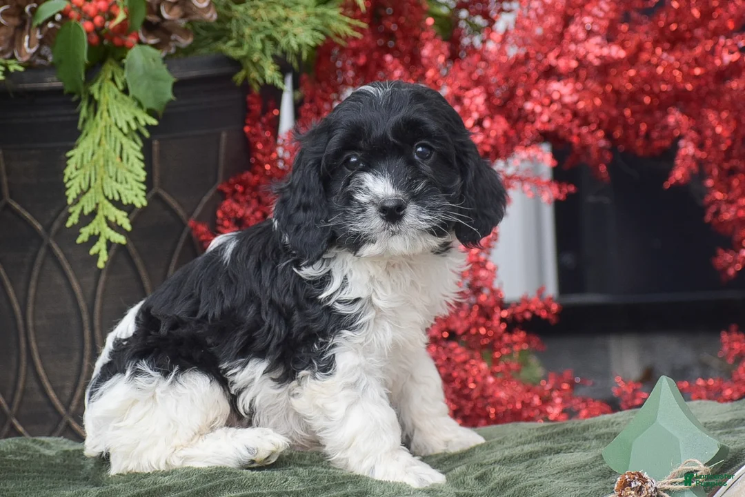 Cockapoo dogs for sale: Marlon - Ad 3