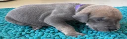 Great Dane dogs for sale: Purple  - Ad 3