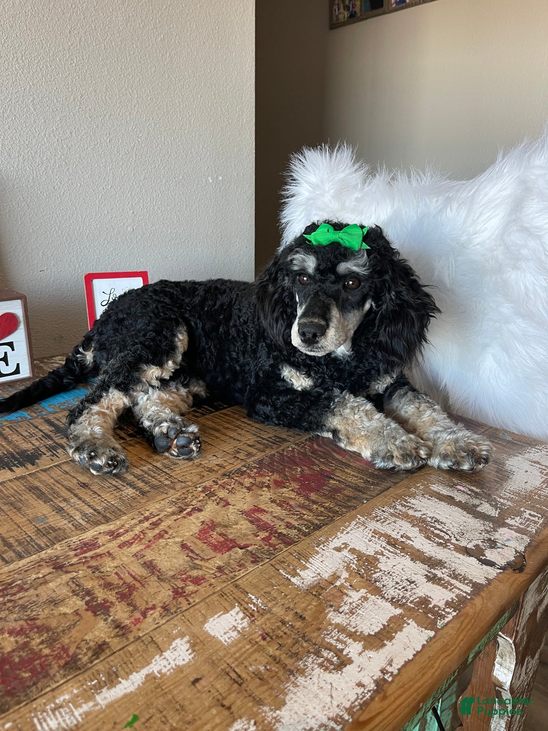 Miniature Poodle dogs for sale: Akc Clear Black Phantom Girl Piper - Ad 7