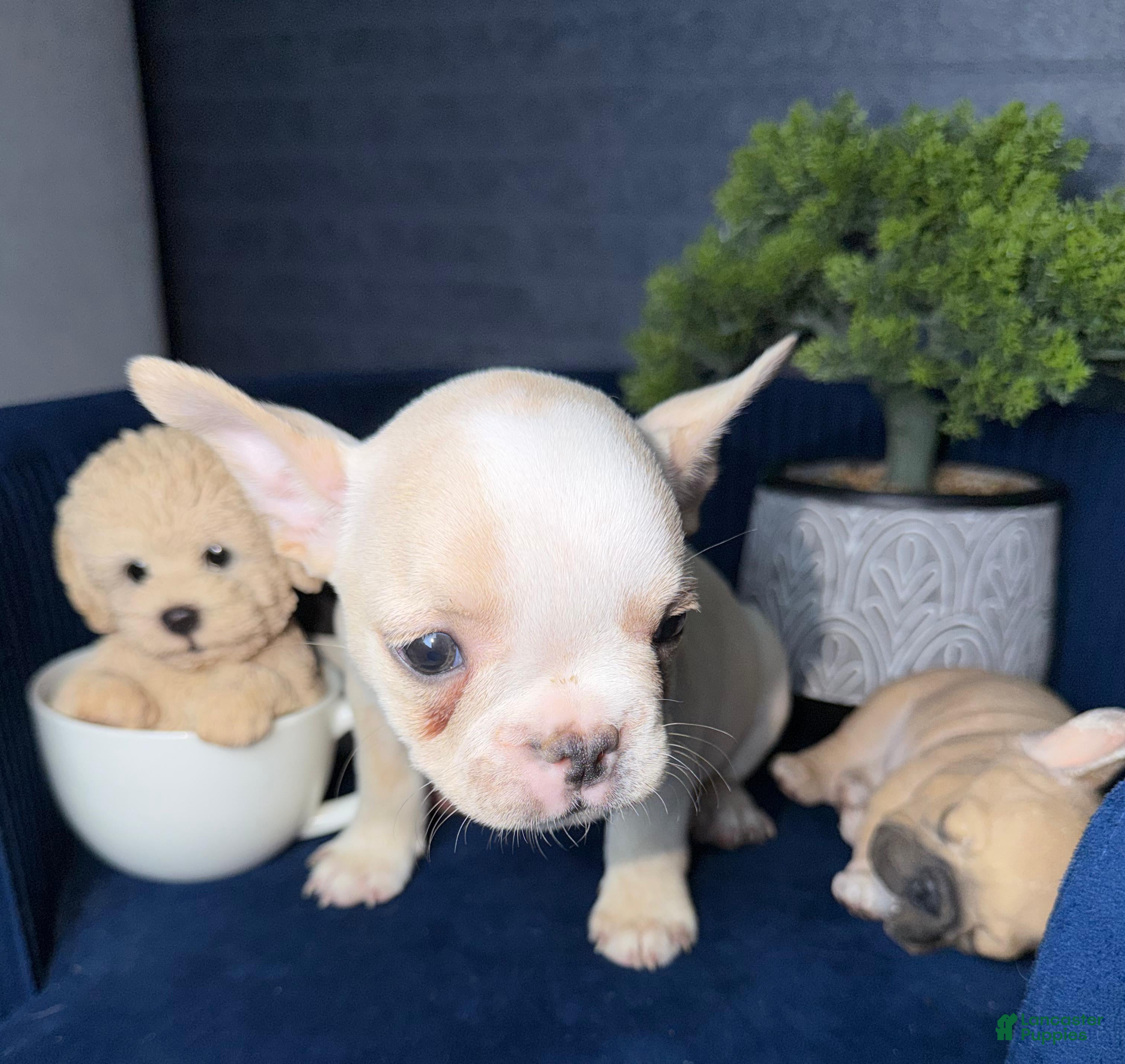 French Bulldog dogs French Bulldog Puppy 2 - Ad 2
