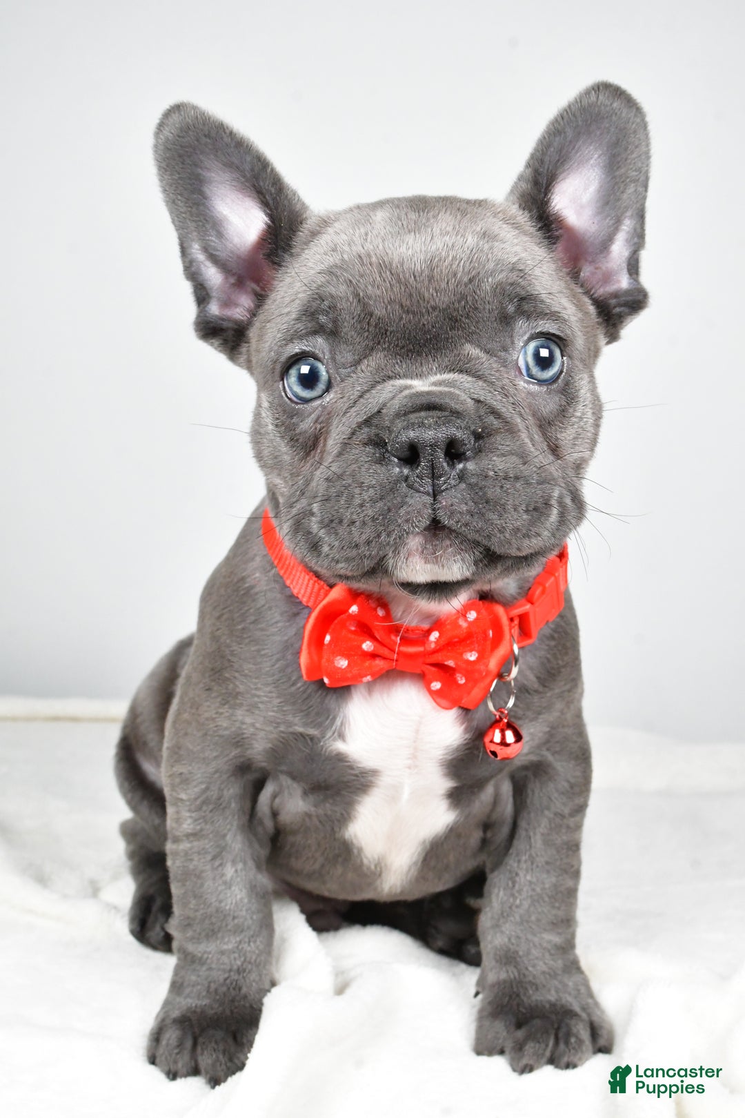 Mixed Breed dogs for sale: Russell - Ad 5