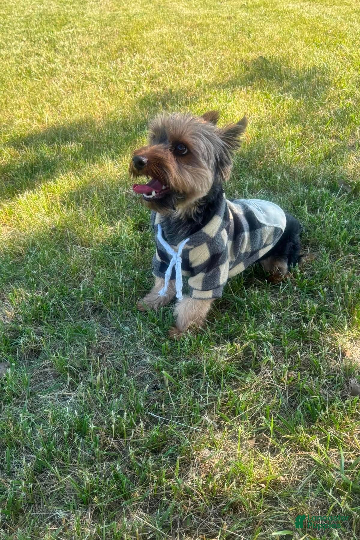 Yorkshire Terrier dogs for sale: Woody - Ad 2