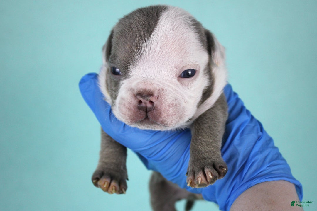 American Bully dogs for sale: Lilac/White Male - Ad 1