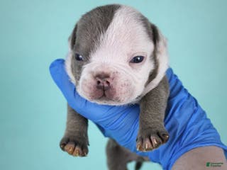 American Bully dogs Lilac/White Male - Ad 22