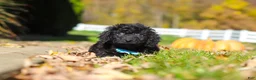 Cavapoo dogs for sale: Vince - Ad 7