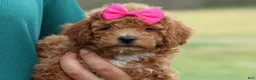 Miniature Poodle dogs for sale: Zuzu - Ad 6