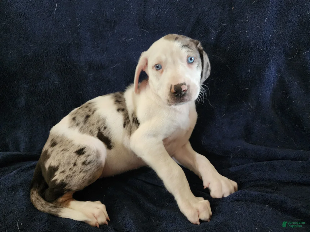 Catahoula Leopard Dog dogs for sale: Gabby F2025 M1 - Ad 12