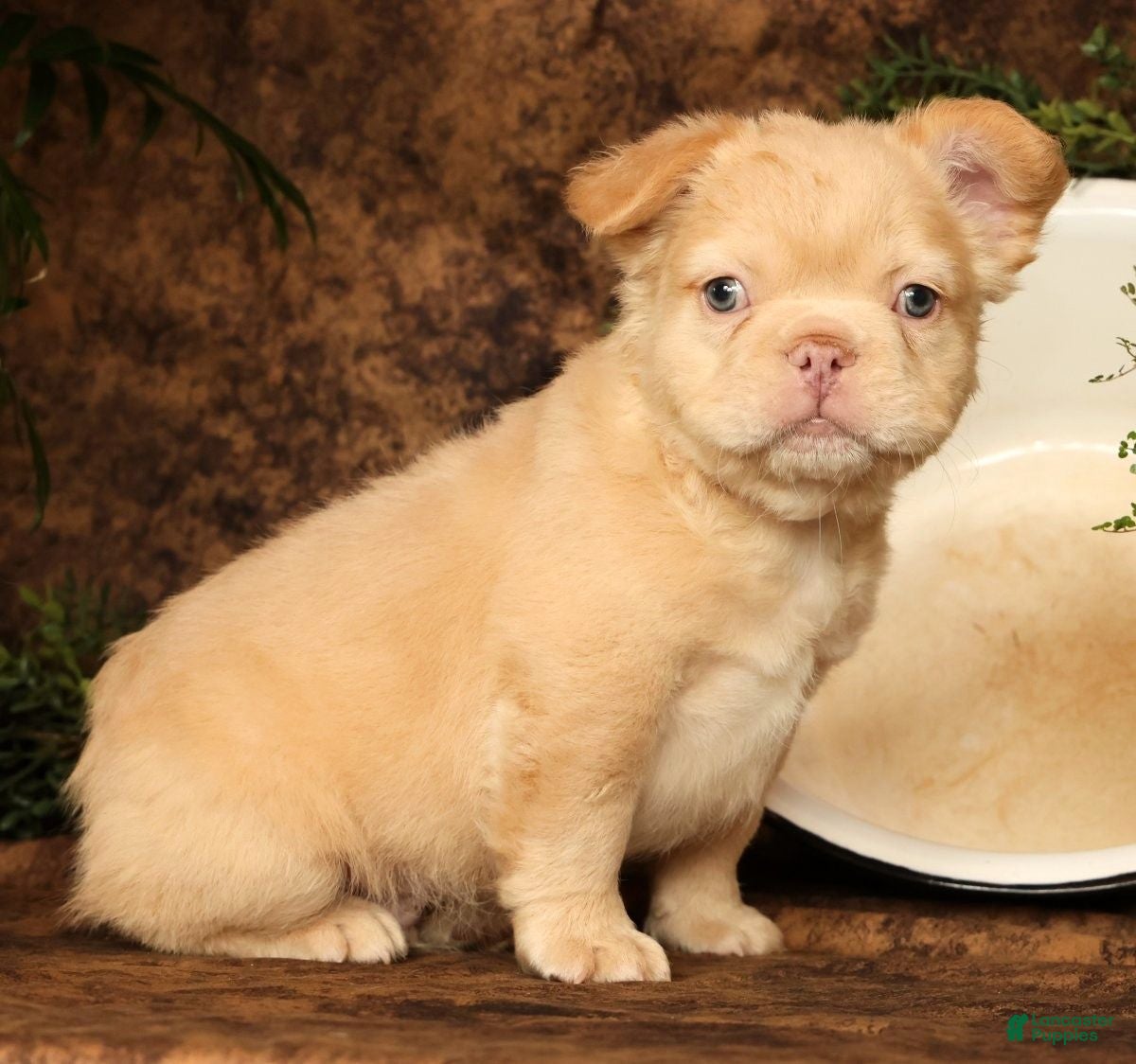 French Bulldog dogs for sale: Danny - Ad 5