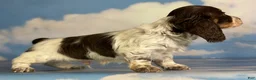 Miniature Dachshund dogs for sale: Chocolate pudding LH  - Ad 4