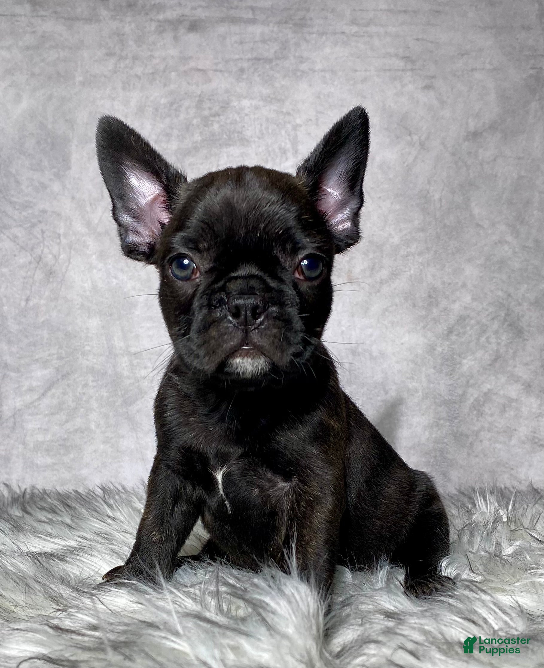 Frenchton dogs Miss Luna - Ad 1