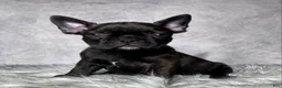 Frenchton dogs for sale: Miss Luna - Ad 1