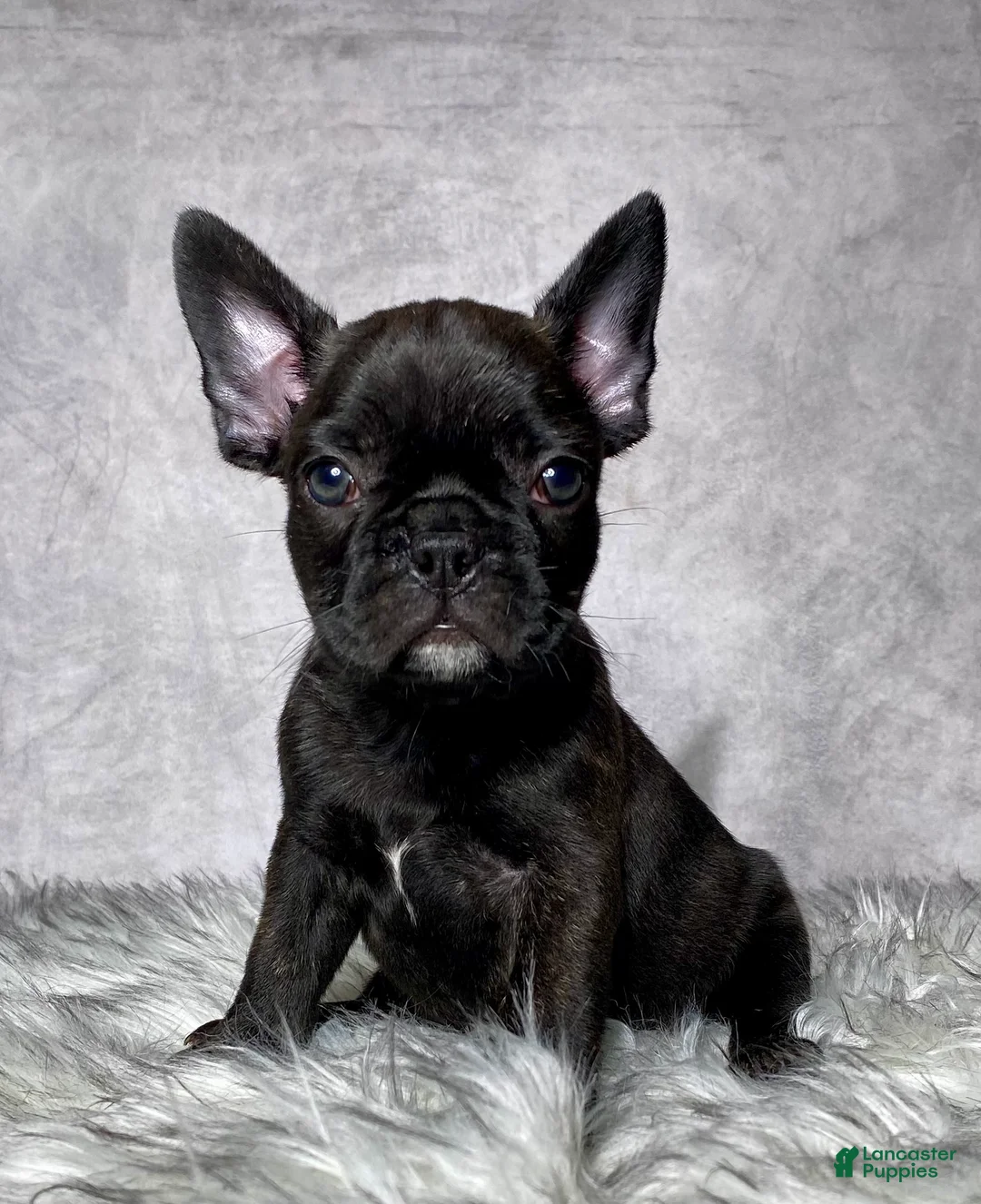 Frenchton dogs for sale: Miss Luna - Ad 1