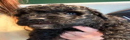 Mixed Breed dogs for sale: Mars - Ad 3